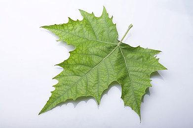 肉鸽射击《沙尘与霓虹》登陆Switch＆PC 画风清新玩法丰富